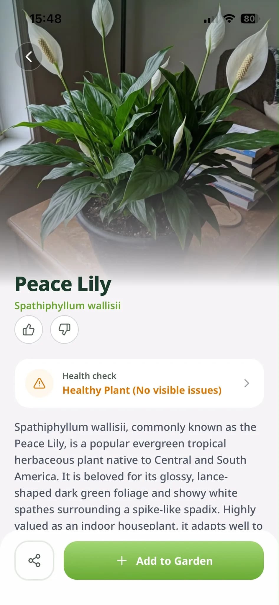 Hortola’s scan result for a peace lily, with its photo, its common and Latin names and a Healthy health check.